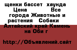 щенки бассет- хаунда › Цена ­ 20 000 - Все города Животные и растения » Собаки   . Алтайский край,Камень-на-Оби г.